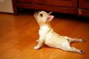 dog_yoga